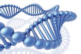 image 3d-dna-jpg