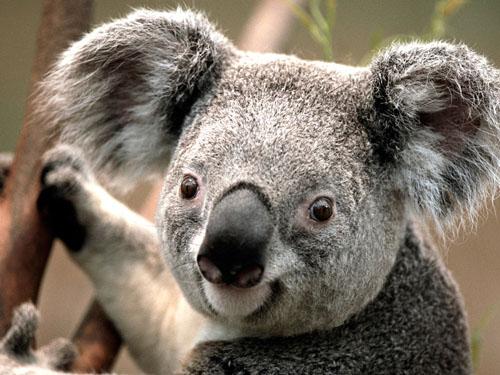 image koala_500-jpg