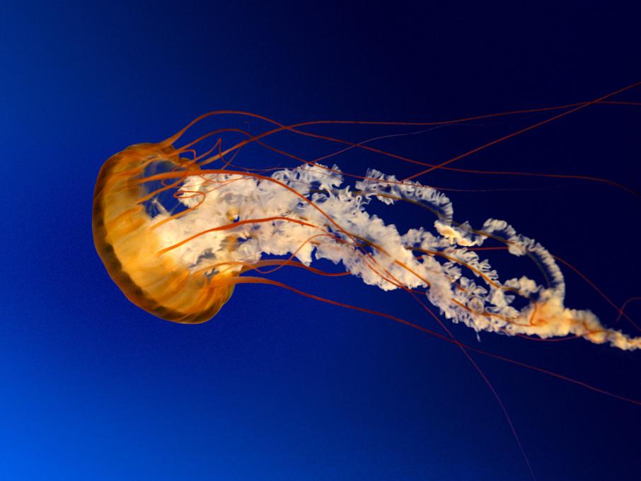 image jellyfish-jpg