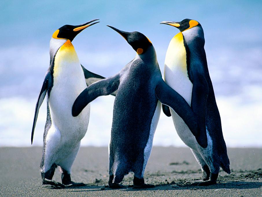 image penguins-jpg